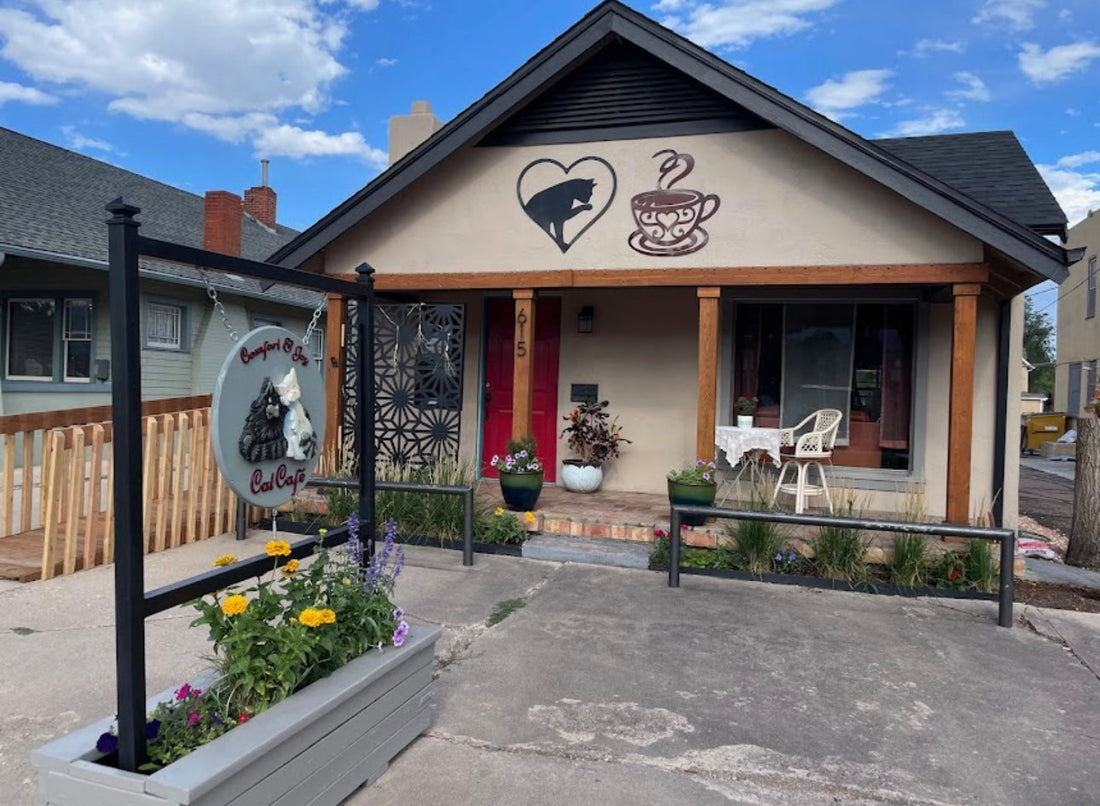 The Hidden Cat Café That Could Vanish Overnight